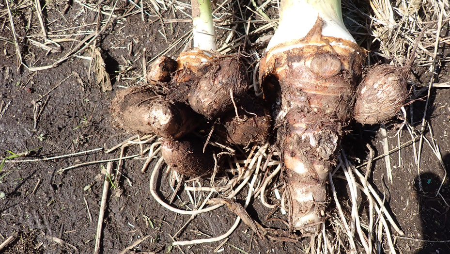 無農薬のサトイモ。自給のための野菜作り教室・さとやま農学校＠すどう農園