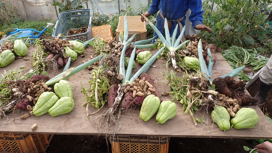 無農薬のサトイモほか。自給のための野菜作り教室・さとやま農学校＠すどう農園