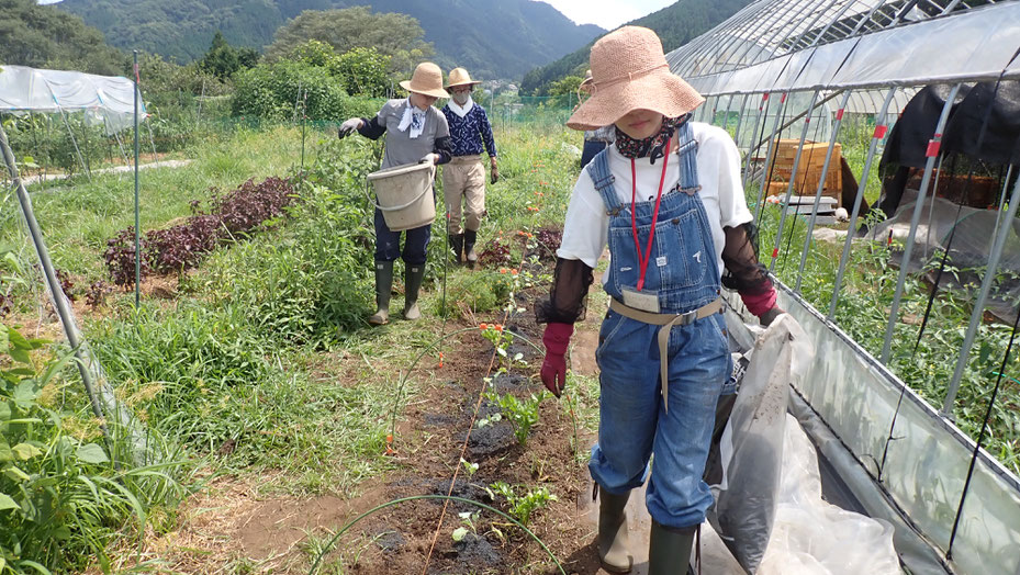 無農薬の野菜作り教室・さとやま農学校＠すどう農園