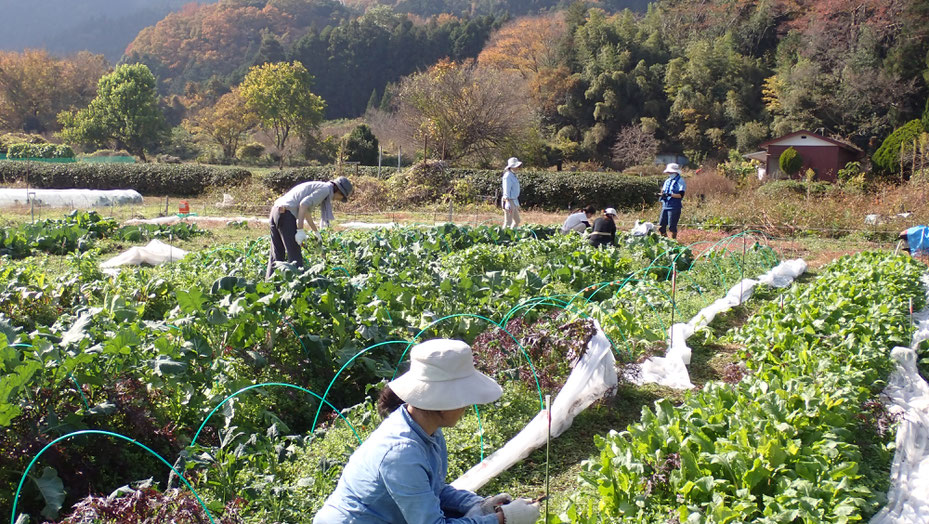 自給のための野菜づくり教室・さとやま農学校ショートコース