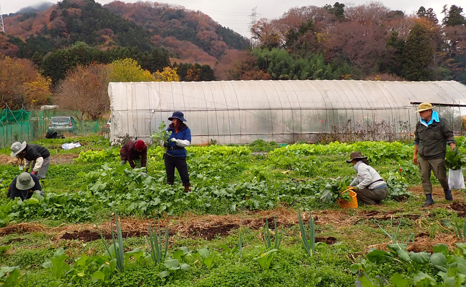 固定種の野菜（ホウレンソウ、漬け菜、カブその他）の収穫体験＠さとやま農学校