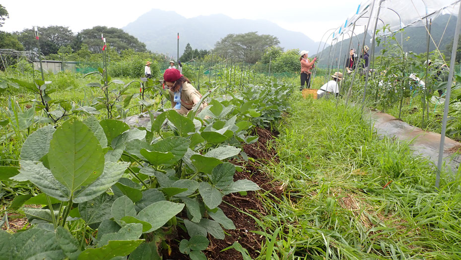 無農薬の野菜作り教室・さとやま農学校＠すどう農園