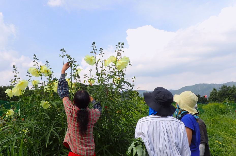 自然農の花オクラ（トロロアオイ）の収穫＠さとやま農学校