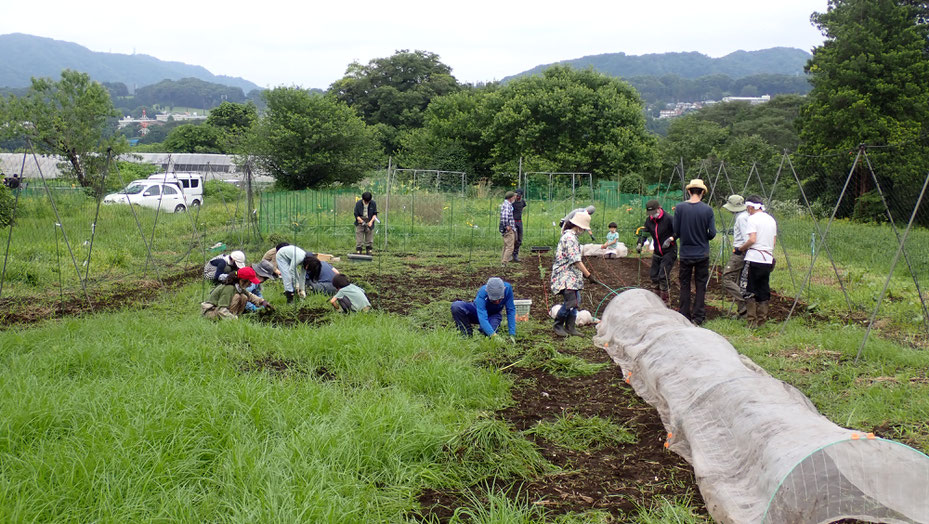 無農薬で在来大豆の栽培・さとやま農学校＠すどう農園