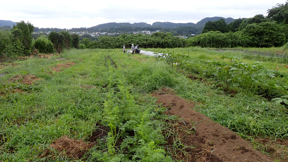 自然農法の野菜作り教室＠さとやま農学校・すどう農園