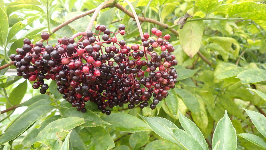 エルダーフラワーの挿し木の定植 - すどう農園