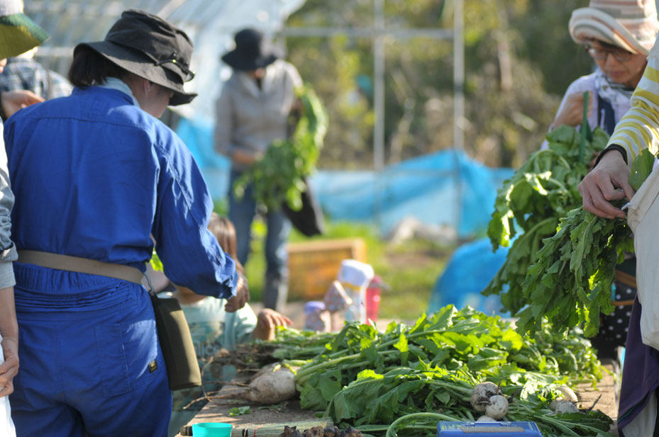 自然栽培　固定種　農業体験首都圏　体験農場首都圏　野菜作り教室首都圏  さとやま農学校 無農薬栽培