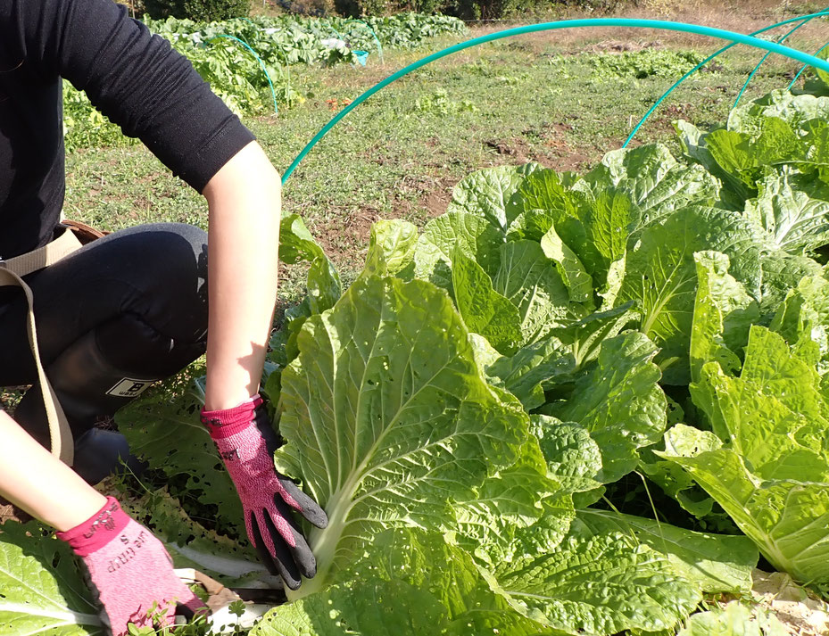 無農薬の野菜作り教室・さとやま農学校＠すどう農園