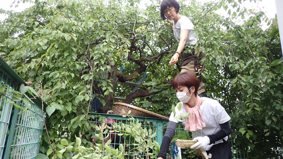 自然農の果樹の収穫体験・街で自然農＠世田谷ものづくり学校