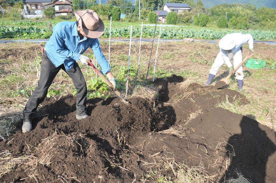 無農薬栽培のヤマイモ　自然栽培　固定種　農業体験　体験農場　野菜作り教室  さとやま農学校 