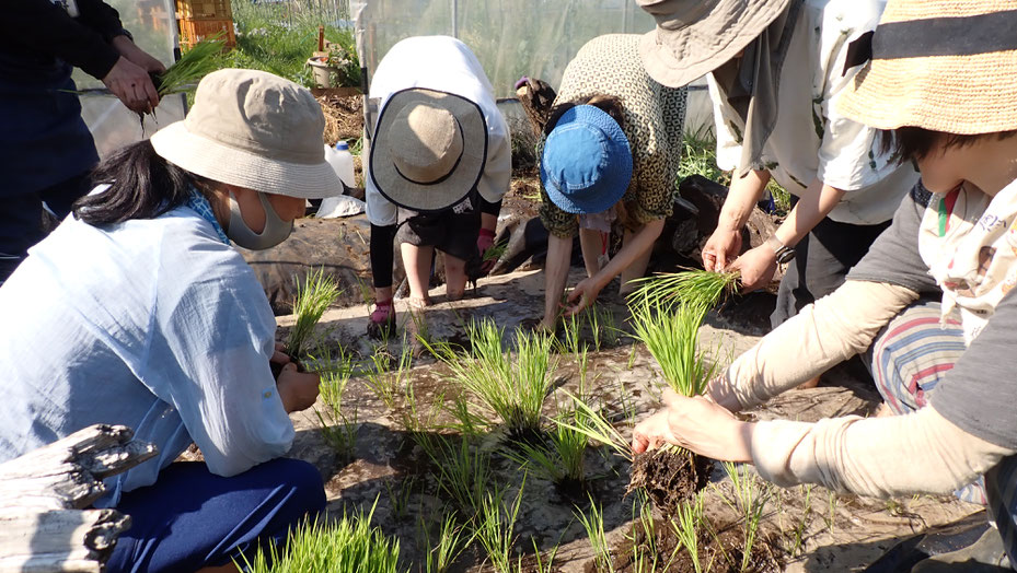 体験農園でビオトープをつくって田植え＠さとやま農学校