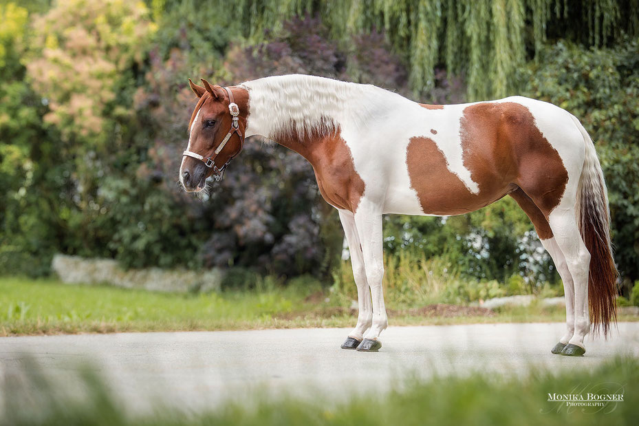 Paint Horse, Monika Bogner Photography, Fotoshooting mit Pferd, Pferdefotografie