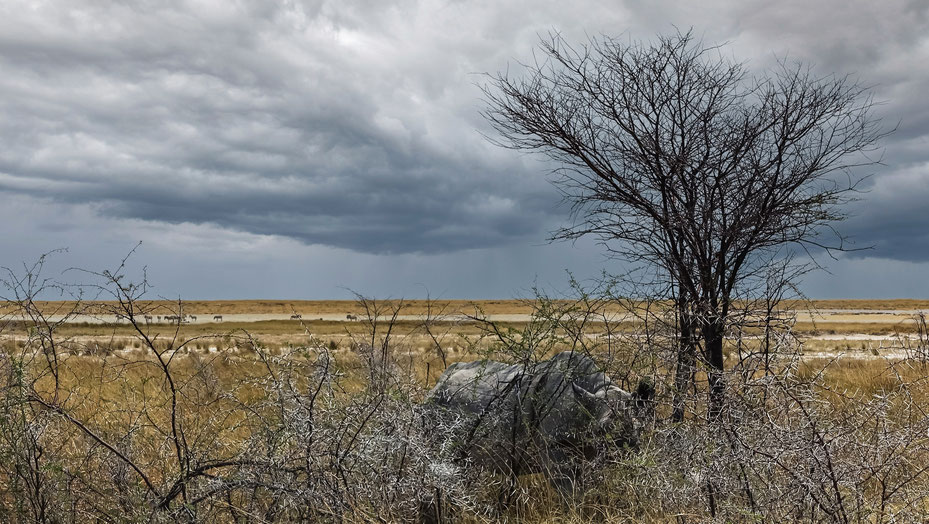Rhinocéros caché, parc d'Etosha, photo non libre de droits