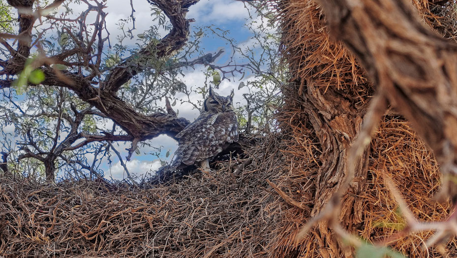 Veilleur de nuit, désert du Kalahari, photo non libre de droits
