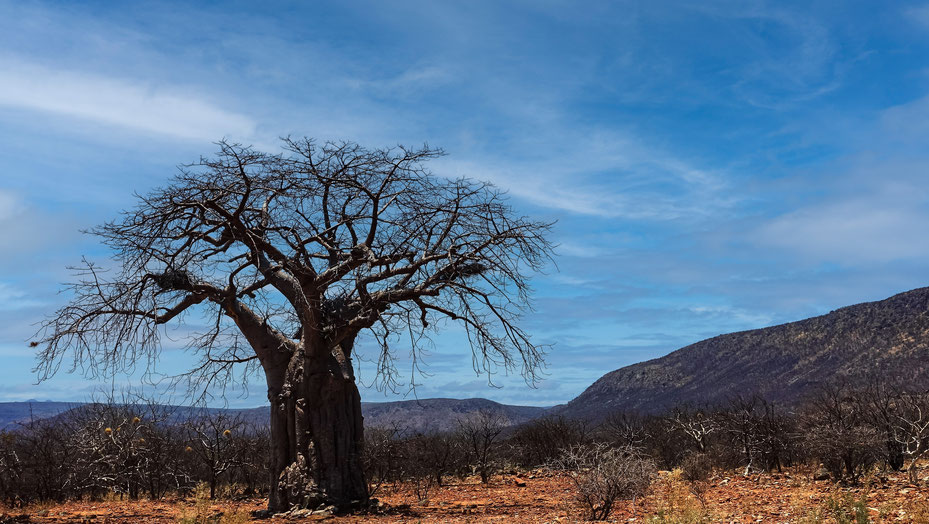 Arbre du Kaokoland, Namibie, photo non libre de droits