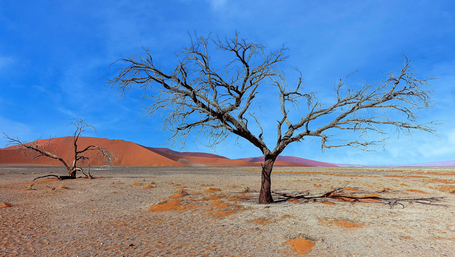 Arbres torturés, Dunes du Namib, photo non libre de droits