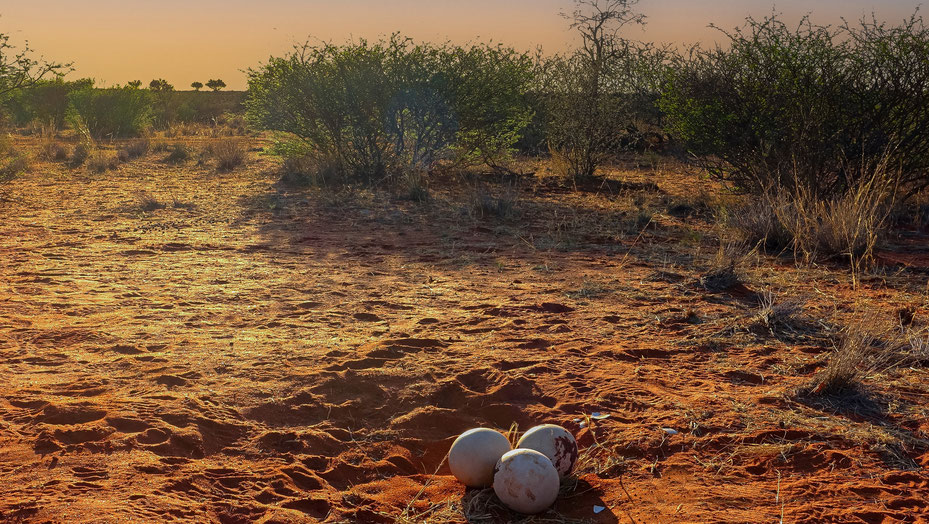 Désert du Kalahari, Namibie, photo non libre de droits