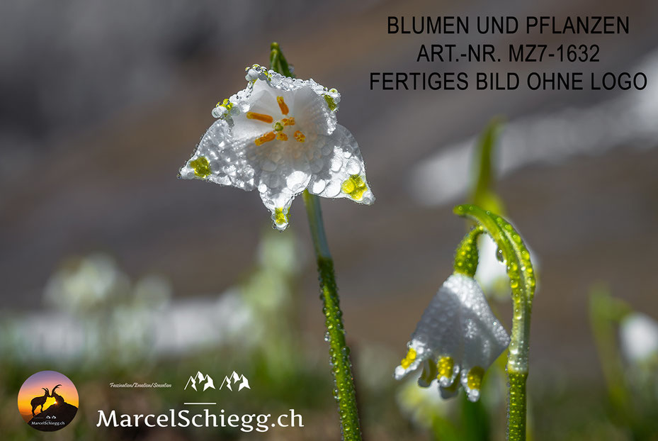 Marcel Schiegg, Fotografie, Natur, Blumen und Pflanzen, Alpstein, Appenzell, Schweiz