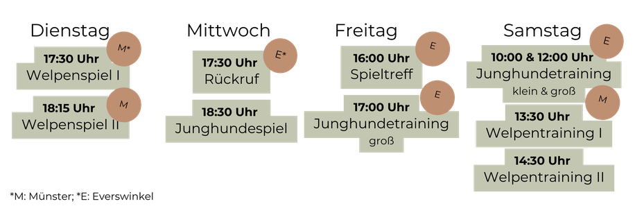 Rückrufkurs, Welpenkurs, Junghundekurs, Welpentraining, Junghundetraining, Rückruftraining, Social Walk, Münster