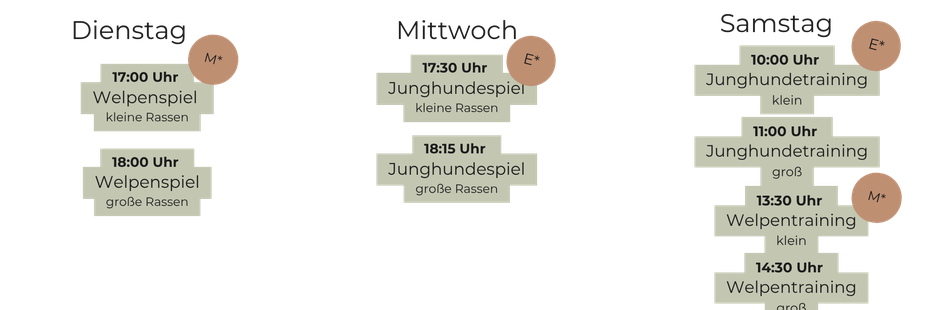 Rückrufkurs, Welpenkurs, Junghundekurs, Welpentraining, Junghundetraining, Rückruftraining, Social Walk, Münster