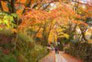 紅葉　　　　　　百済寺　滋賀県