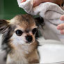 犬のシャンプー