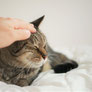 猫の介助