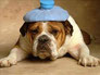 un bouledogue anglais malade couché avec une bouillote bleue sur sa tête  par coach canin 16 éducateur et comportementaliste en charente