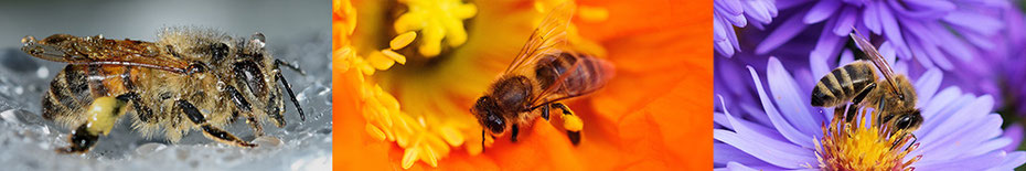 Bienen zur Gesundheit