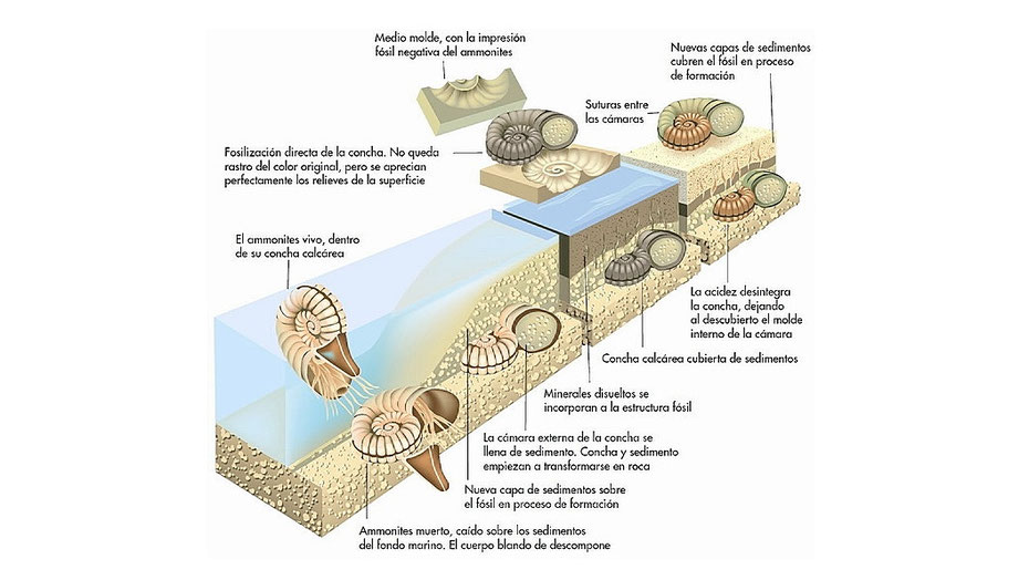 Etapas en el proceso de fosilización en un ammonite