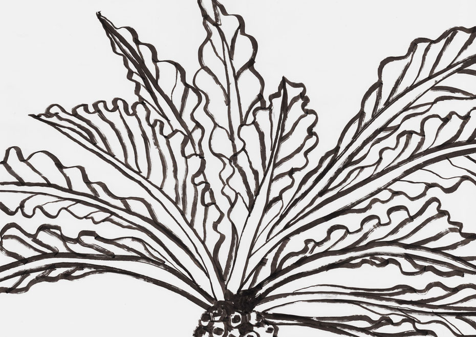広島のイラストレーターが描く植物のイラスト