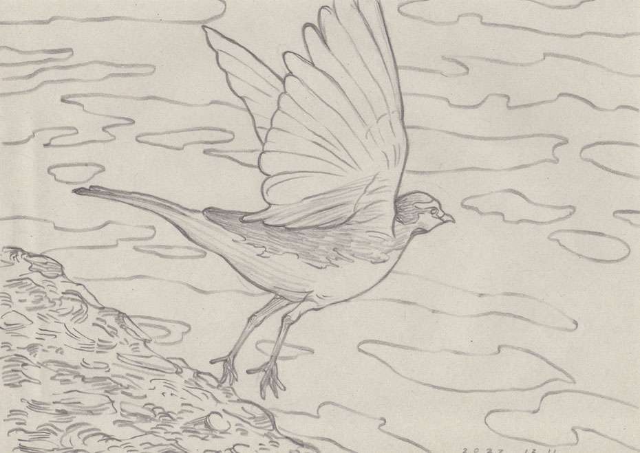 芸術家ミヤタタカシが描く鳥のスケッチ