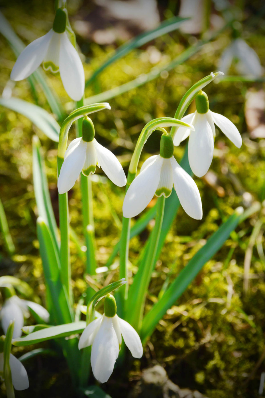 Frühling, Schneeglöckchen, Frühblüher