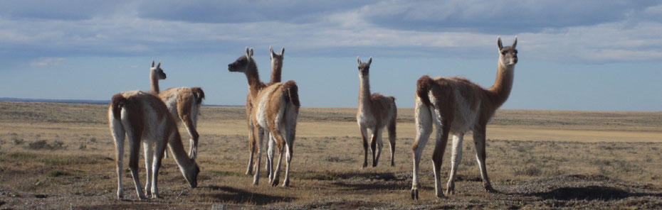 Guanacos in der Pampa