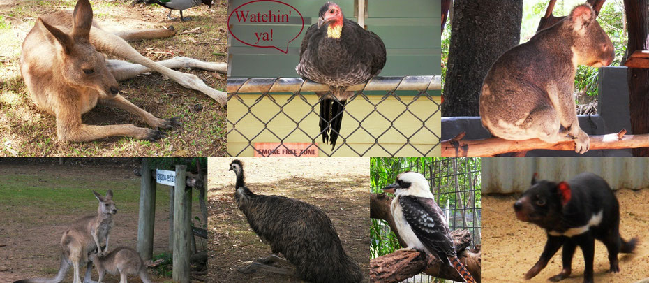 Brisbane Zoo, oben: Känguruh, Truthahn, Koala; unten: Wallabys, Emu, Kookaburra, Tasmanischer Teufel