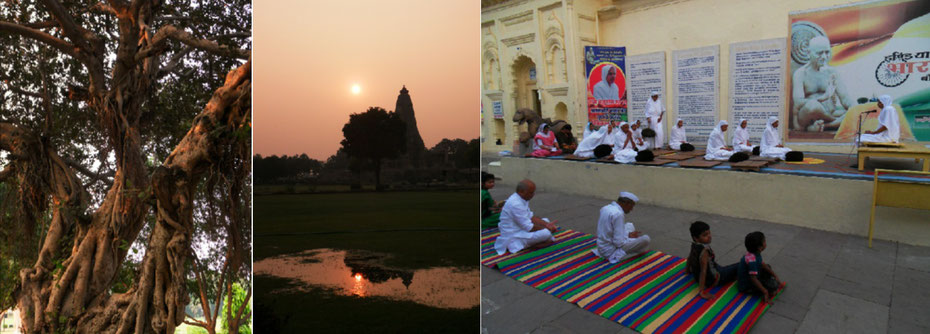 Kadschuraho: Luftwurzelbaum, Abendliche Tempelanlage, Jain-Zeremonie