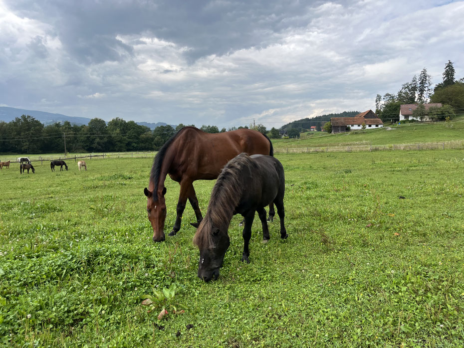 Einsteller, Einstellbetrieb, Einstellboxen, Einstellplätze, Paddock-Boxen, Offenstall, Bewegungsstall Graz/Deutchlandsberg/Steiermark