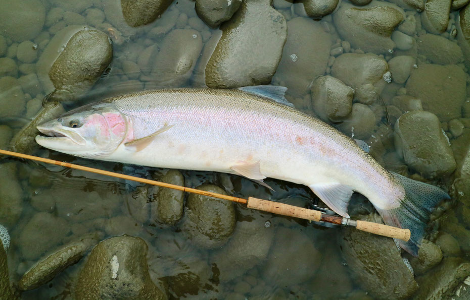 スティールヘッド　Steelhead　スウィートグラス　バンブーロッド　Bamboo Rod　Sweetgrass