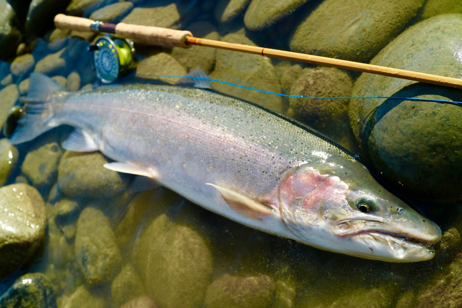 スティールヘッド　Steelhead　スウィートグラス　バンブーロッド　Bamboo Rod　Sweetgrass