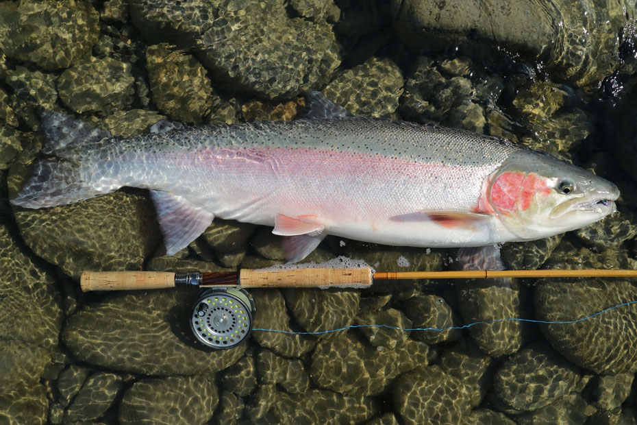 スティールヘッド　Steelhead　スウィートグラス　バンブーロッド　Bamboo Rod　Sweetgrass