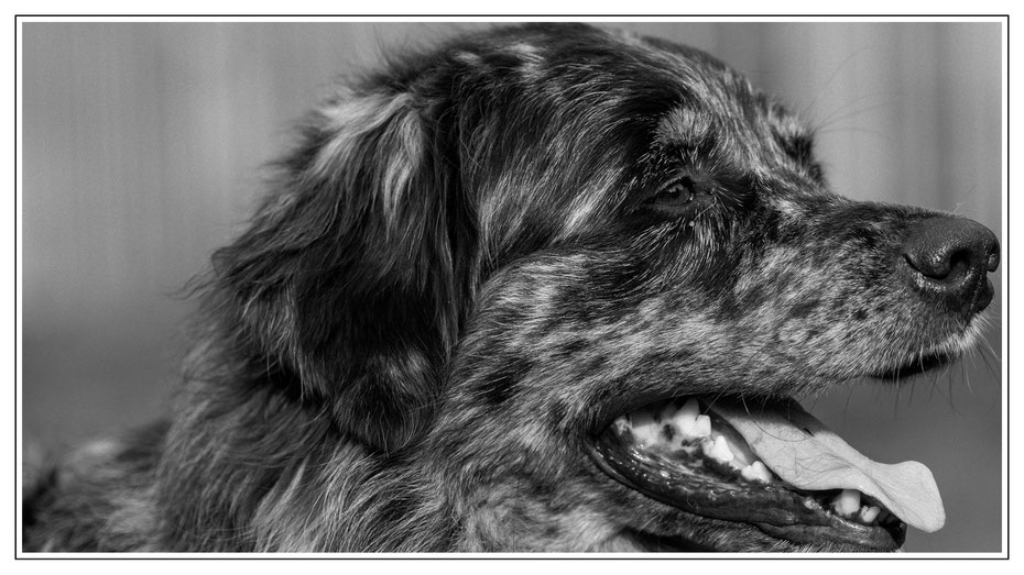 Max ist Luna's Kompagnon-definitiv der flauschigere der Beiden....:o)