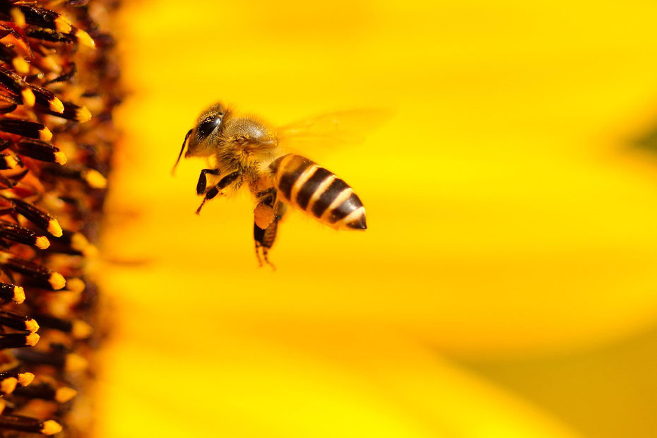 Biene mit Pollen im Anflug - Pixabay hansbenn