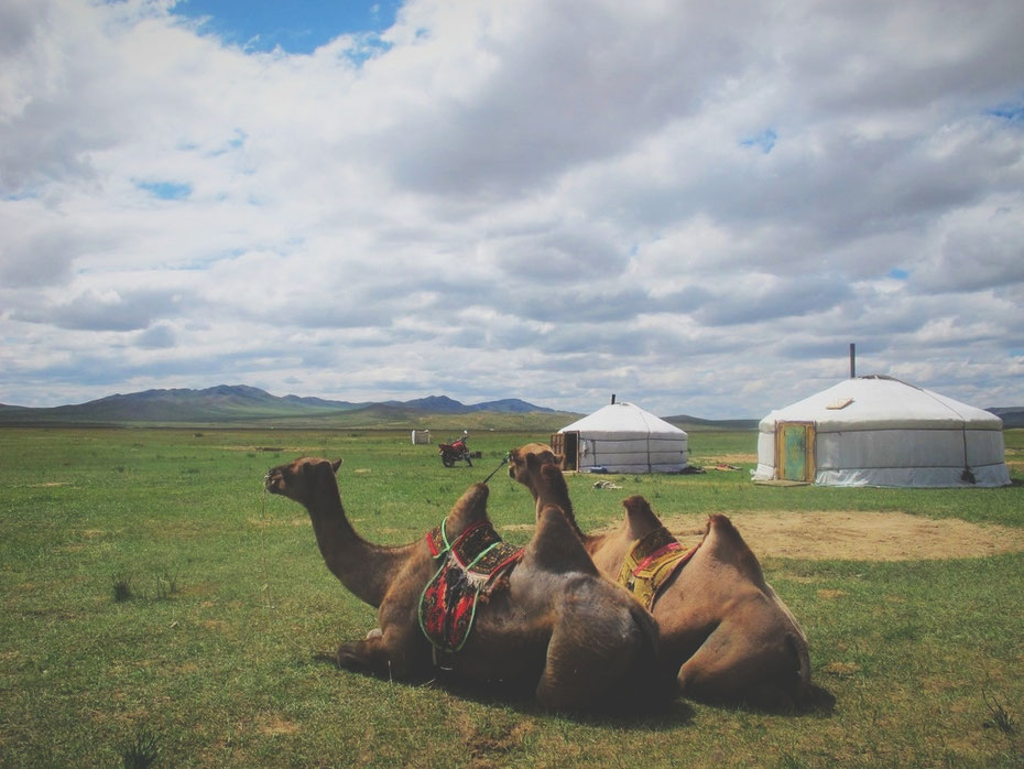 bigousteppes mongolie yourte route chameaux