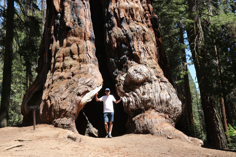 Sequoia géant dans le Sequoia NP, Californie