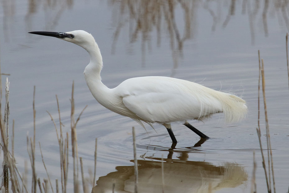 Aigrette garzette