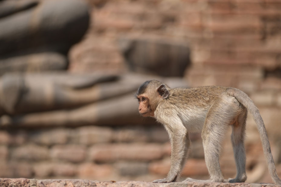 Singe au Phra Prang Sam Yod (temple à Lopburi en Thaïlande)