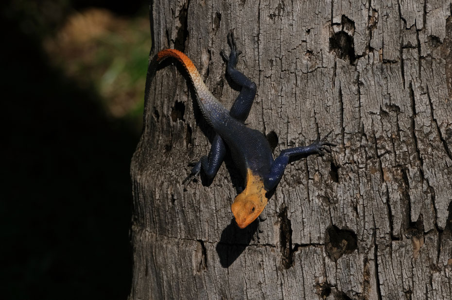 Agame des colons ou margouillat, lézard de La Réunion