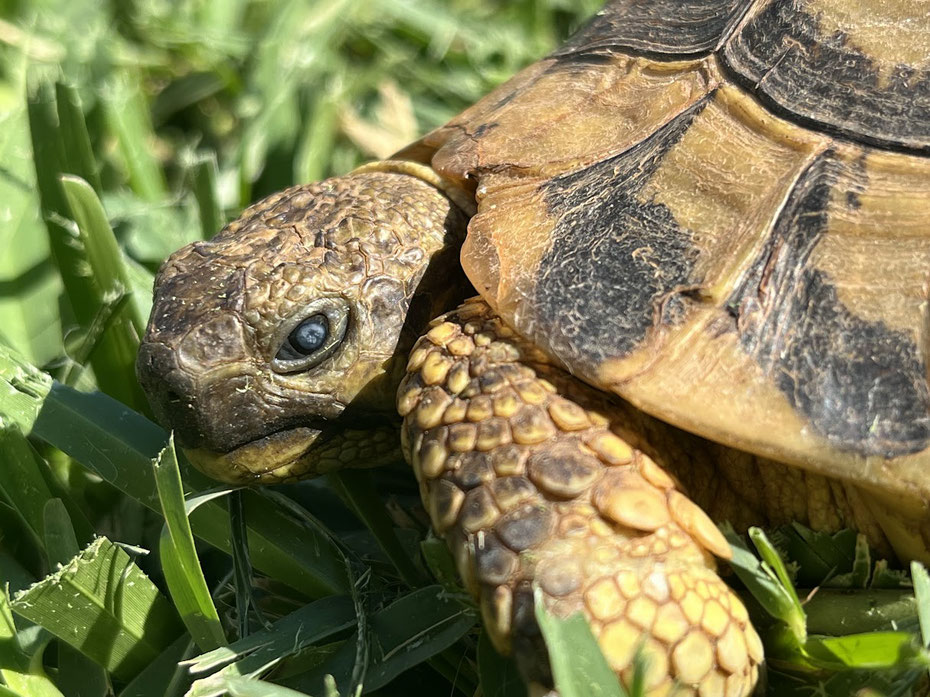 Schildkröte mit Linsentrübung - weißes Auge (Grauer Star)
