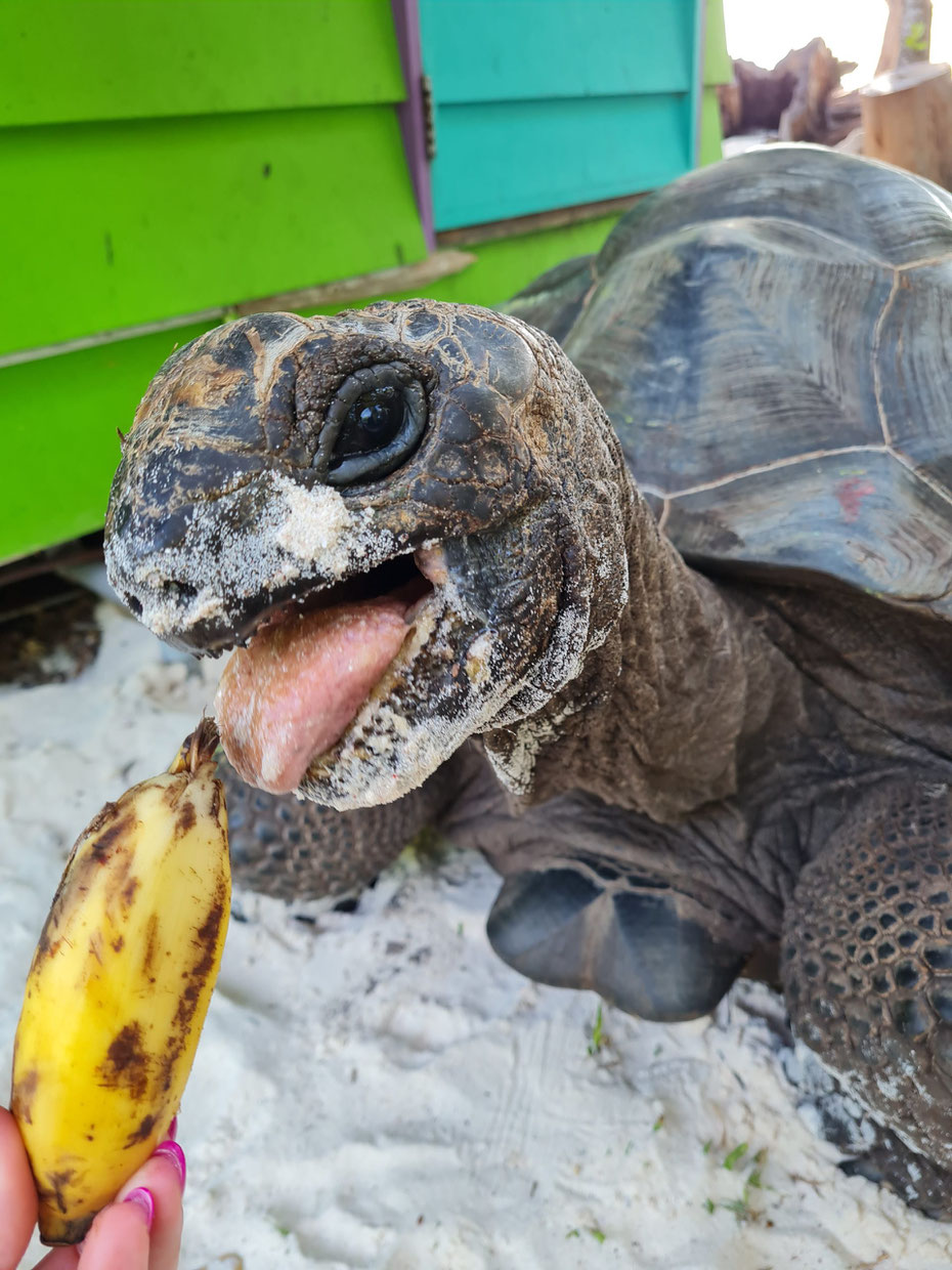 Seychellen-Riesenschildkröte