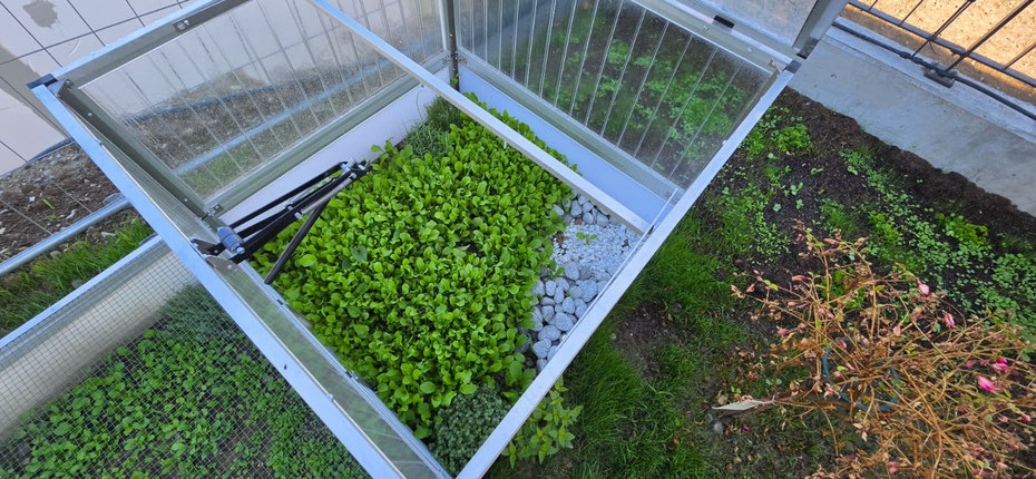 Bewachsenes Freigehege- und Frühbeet-Set